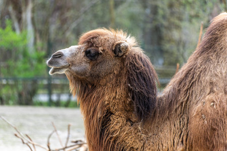 The Bactrian camel, Camelus bactrianus, is a large, even-toed ungulate native to the steppes of Central Asia. The Bactrian camel has two humps on its backの写真素材