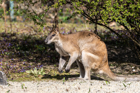 The agile wallaby, Macropus agilis also known as the sandy wallaby is a species of wallaby found in northern Australia and New Guinea.の写真素材