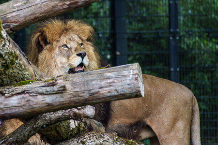 The lion, Panthera leo, is one of the four big cats in the genus Panthera and a member of the family...
