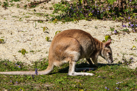 The agile wallaby, Macropus agilis also known as the sandy wallaby is a species of wallaby found in northern Australia and New Guinea.の写真素材
