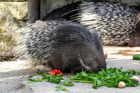 The Indian crested Porcupine, Hystrix indica or Indian porcupine, is a large species of...