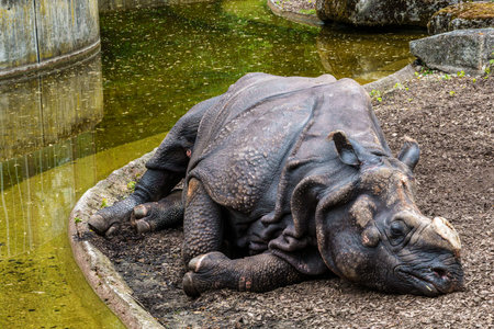 The Indian Rhinoceros, Rhinoceros unicornis is also called Greater One-horned Rhinoceros and Asian One-horned Rhinoceros and belongs to the Rhinocerotidae family.の写真素材