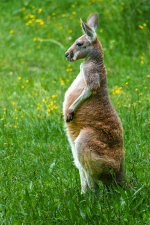 The red kangaroo, Macropus rufus is the largest of all kangaroos, the largest terrestrial mammal native to Australia, and the largest extant marsupial.の写真素材