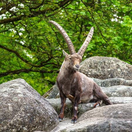 Alpine ibex, Capra ibex also known as the ibex or bouquetin, is a species of wild goat that lives in the mountains of the European Alps.の写真素材