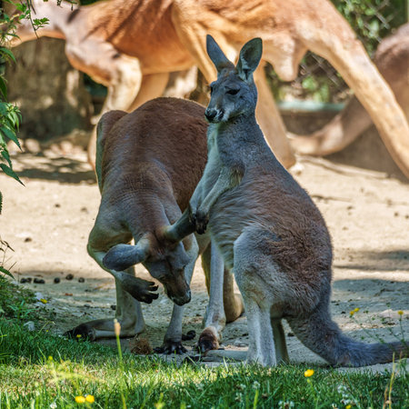 The red kangaroo, Macropus rufus is the largest of all kangaroos, the largest terrestrial mammal native to Australia, and the largest extant marsupial.の写真素材