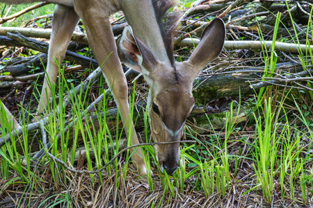 Greater kudu, Tragelaphus strepsiceros is a woodland antelope found throughout eastern and southern...