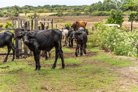 Wild Water Buffalos at Soure on Marajo Island in Northern Brazilの写真素材