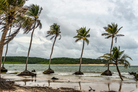 The beautiful Caju-una beach, by the Amazon river mouth, in Soure, Marajo island in Brazil.の写真素材