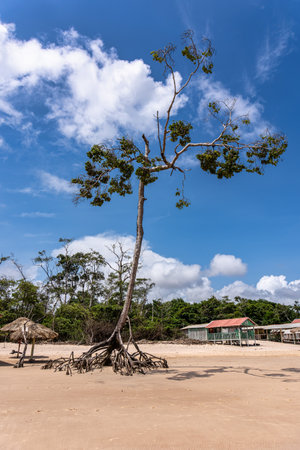 Barra velha beach at Soure, Marajo in Para, Brazil. Beautiful natural landscape of beach and mangrove trees with their great crooked roots and exposed in Barra Velha beach.の写真素材