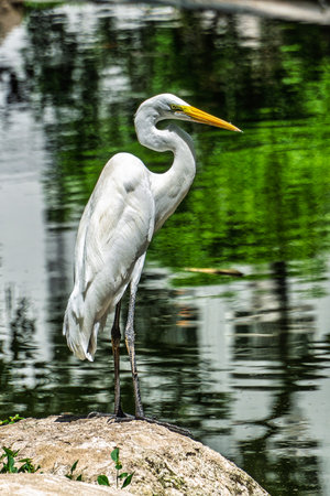 Great egret, Ardea alba at Praca Batista Campos in the city of Belem, state of Para, Brazil. A...