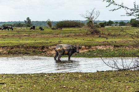 Water Buffalos at a rural property called Fazenda at Soure in Marajo Island in Brazil.の写真素材