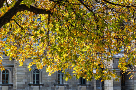 Walking in Hofgarten Park in Munich on an autumn day, Germany in Europeの写真素材