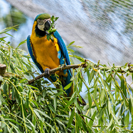 The Blue-and-yellow Macaw, Ara ararauna also known as the blue-and-gold macaw, is a large South...
