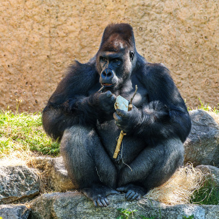 Gorillas are ground-dwelling, predominantly herbivorous apes that inhabit the forests of central...
