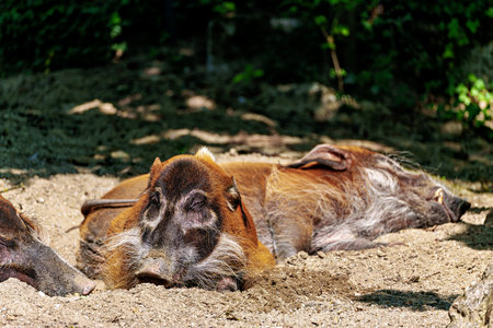 Red river hog, Potamochoerus porcus, also known as the bush pig. This pig has an acute sense of smell to locate food underground.の写真素材