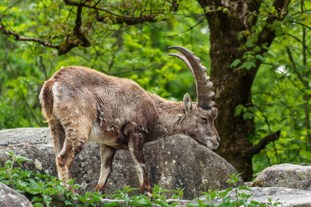 Young baby mountain ibex on a rock - capra ibex in a german parkの写真素材