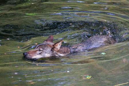 The wolf, Canis lupus, also known as the gray wolf or timber wolf is a canine native to the...