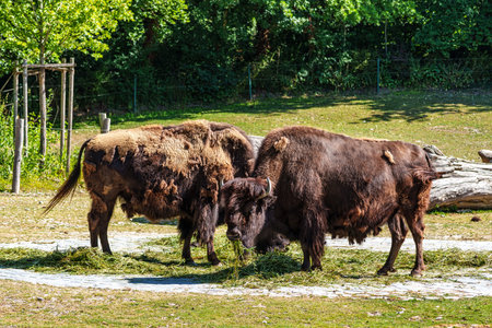 The American bison or simply bison, also commonly known as the American buffalo or simply buffalo, is a North American species of bison that once roamed North America in vast herds.の写真素材