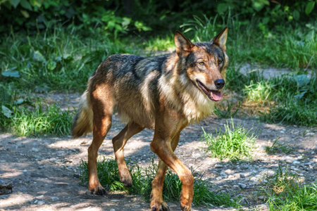 The wolf, Canis lupus, also known as the gray wolf or timber wolf is a canine native to the...