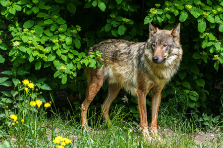 The wolf, Canis lupus, also known as the gray wolf or timber wolf is a canine native to the...
