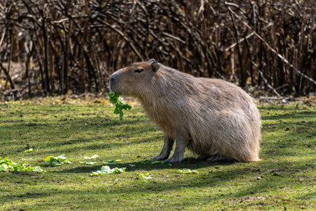 The capybara, Hydrochoerus hydrochaeris is a mammal native to South America. It is the largest living rodent in the world.の写真素材