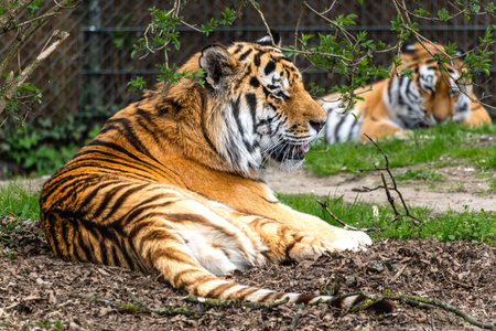 The Siberian tiger,Panthera tigris altaica is the biggest cat in the world