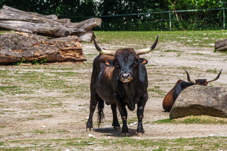 Heck cattle, Bos primigenius taurus, claimed to resemble the extinct aurochs. Domestic highland...