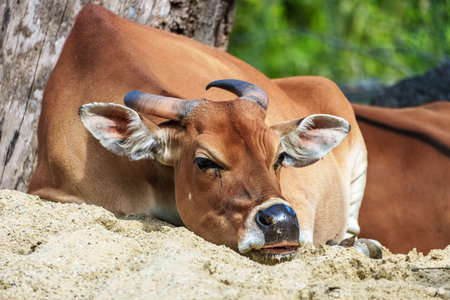 Banteng, Bos javanicus or Red Bull. It is a type of wild cattle But there are key characteristics that are different from cattle and bison: a white band bottom in both males and females.の写真素材