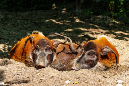 Red river hog, Potamochoerus porcus, also known as the bush pig. This pig has an acute sense of smell to locate food underground.の写真素材