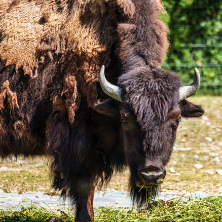 The American bison or simply bison, also commonly known as the American buffalo or simply buffalo,...