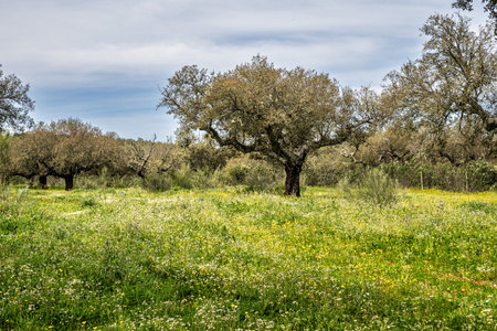 Walking through the Cork Oak forest at Hortas de Baixo near Arronches, Alentejo, Portugal.の写真素材
