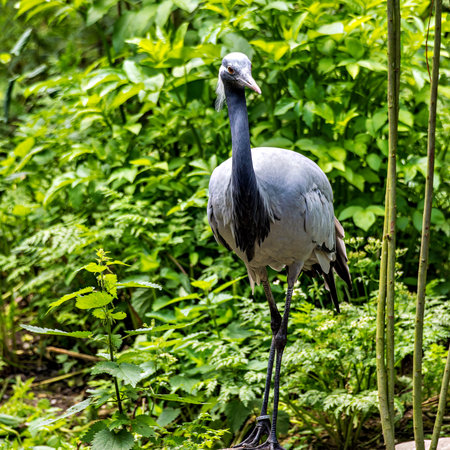 Demoiselle Crane, Anthropoides virgo are living in the bright green meadow during the day time. It is a species of crane found in central Eurosiberiaの写真素材