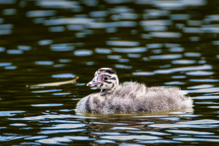 Beautiful fluffy Great Crested Grebe Baby, Podiceps cristatus with beautiful orange colors, a water...