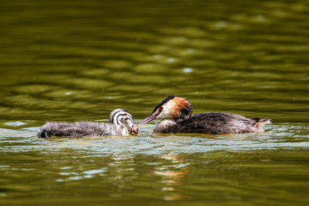 Great Crested Grebe, Podiceps cristatus. An adult bird feeds its young chick. Bird with beautiful orange colors and red eyes. It is the largest member of the grebe family found in the Old World.の写真素材