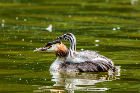 Family of Great Crested Grebe, Podiceps cristatus with beautiful orange colors, a water bird with...