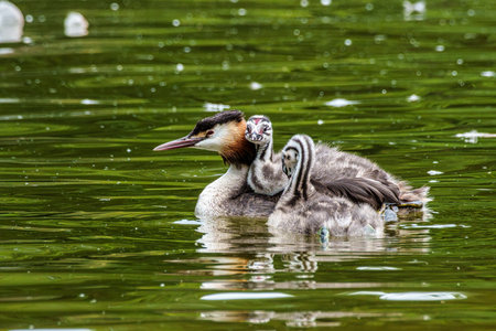 Family of Great Crested Grebe, Podiceps cristatus with beautiful orange colors, a water bird with red eyes. It is the largest member of the grebe family found in the Old World.の写真素材