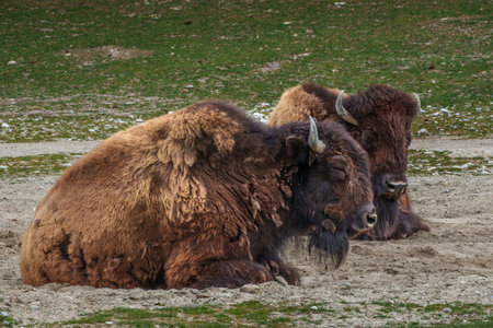 The American bison or simply bison, also commonly known as the American buffalo or simply buffalo,...