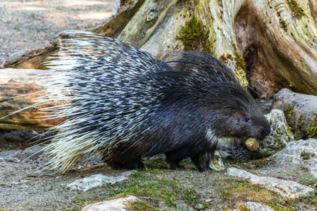 The Indian crested Porcupine, Hystrix indica or Indian porcupine, is a large species of hystricomorph rodent belonging to the Old World porcupine family, Hystricidaeの写真素材