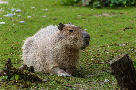 The capybara, Hydrochoerus hydrochaeris is a mammal native to South America. It is the largest living rodent in the world.の写真素材