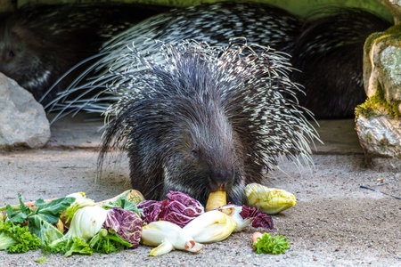 The Indian crested Porcupine, Hystrix indica or Indian porcupine, is a large species of hystricomorph rodent belonging to the Old World porcupine family, Hystricidaeの写真素材
