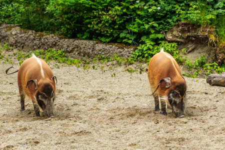 Red river hog, Potamochoerus porcus, also known as the bush pig. This pig has an acute sense of smell to locate food underground.の写真素材