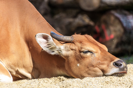 Banteng, Bos javanicus or Red Bull. It is a type of wild cattle But there are key characteristics that are different from cattle and bison: a white band bottom in both males and females.の写真素材
