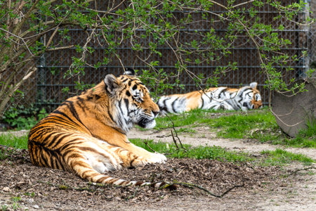 The Siberian tiger,Panthera tigris altaica is the biggest cat in the worldの写真素材