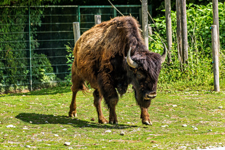 The American bison or simply bison, also commonly known as the American buffalo or simply buffalo,...