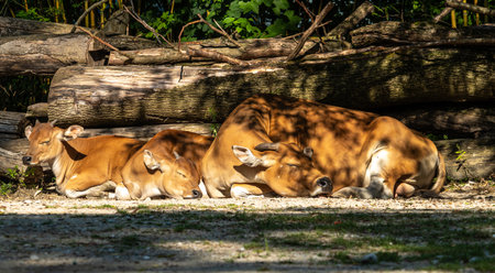 Family of Banteng, Bos javanicus or Red Bull. It is a type of wild cattle But there are key characteristics that are different from cattle and bison: a white band bottom in both males and females.の写真素材