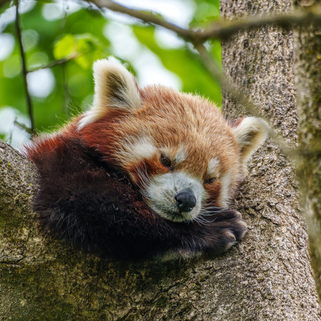 The red panda, Ailurus fulgens, also called the lesser panda and the red cat-bear.