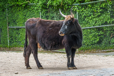 Heck cattle, Bos primigenius taurus, claimed to resemble the extinct aurochs. Domestic highland...