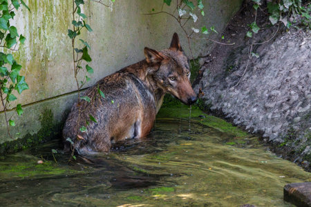 The wolf, Canis lupus, also known as the grey wolf or timber wolf is a canine native to the wilderness and remote areas of Eurasia and North America. Here swimming in a water pondの写真素材