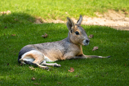 Patagonian Mara, Dolichotis patagonum. These large relatives of guinea pigs are common in the Patagonian steppes of Argentina but live in other areas of South America as well such as Paraguay.の写真素材