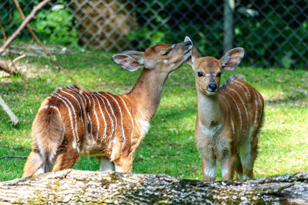 A young baby nyala. Tragelaphus angasii is a spiral-horned antelope native to Southern Africa. It is a species of the family Bovidae and genus Nyala, also considered to be in the genus Tragelaphus.の写真素材